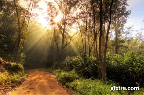 Stock Photos - Forest road, 25xJPG