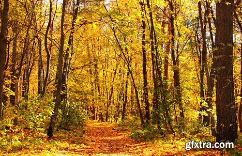 Stock Photos - Forest road, 25xJPG