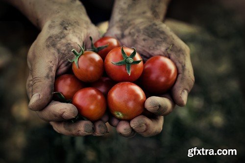 Stock Photos - Tomatoes, 25xJPG