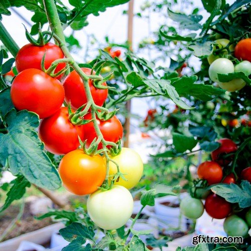 Stock Photos - Tomatoes, 25xJPG