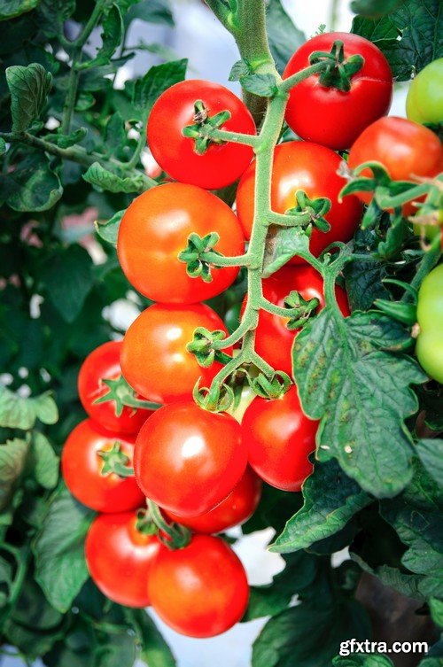 Stock Photos - Tomatoes, 25xJPG