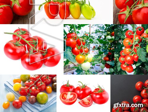 Stock Photos - Tomatoes, 25xJPG