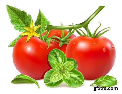 Stock Vectors - Tomatoes 2, 25xEPS