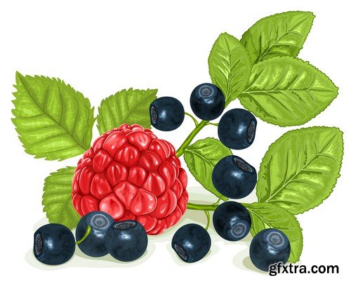 Stock Vectors - Raspberries, 25xEPS