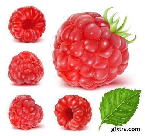 Stock Vectors - Raspberries, 25xEPS