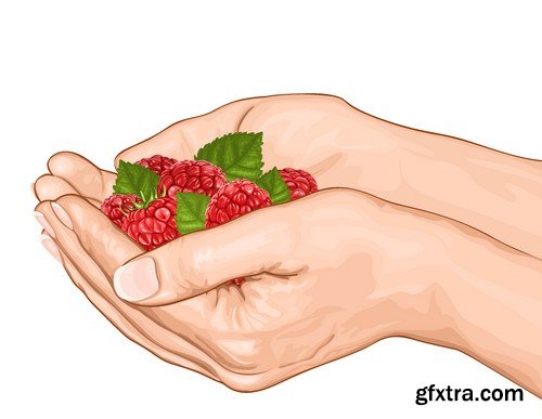 Stock Vectors - Raspberries, 25xEPS