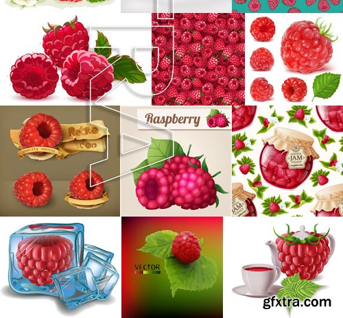 Stock Vectors - Raspberries, 25xEPS