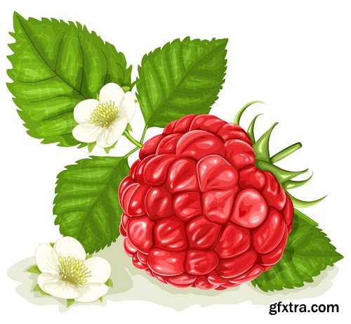 Stock Vectors - Raspberries, 25xEPS