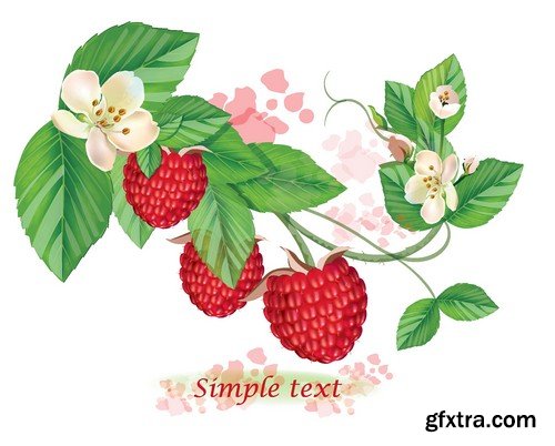 Stock Vectors - Raspberries, 25xEPS