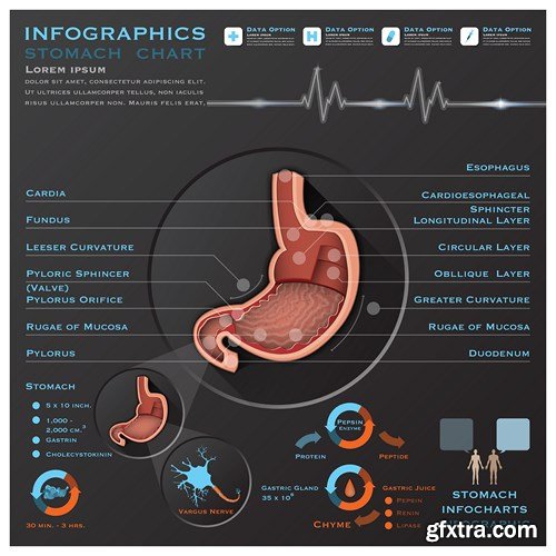 Medical Infographics, 25xEPS