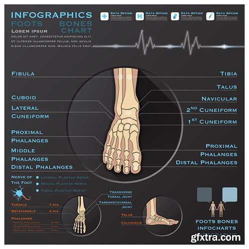 Medical Infographics, 25xEPS