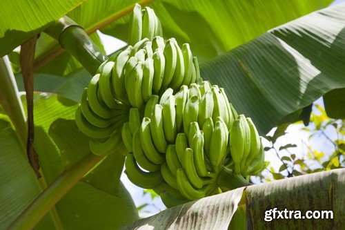 Stock Photos - Bananas, 25xJPG