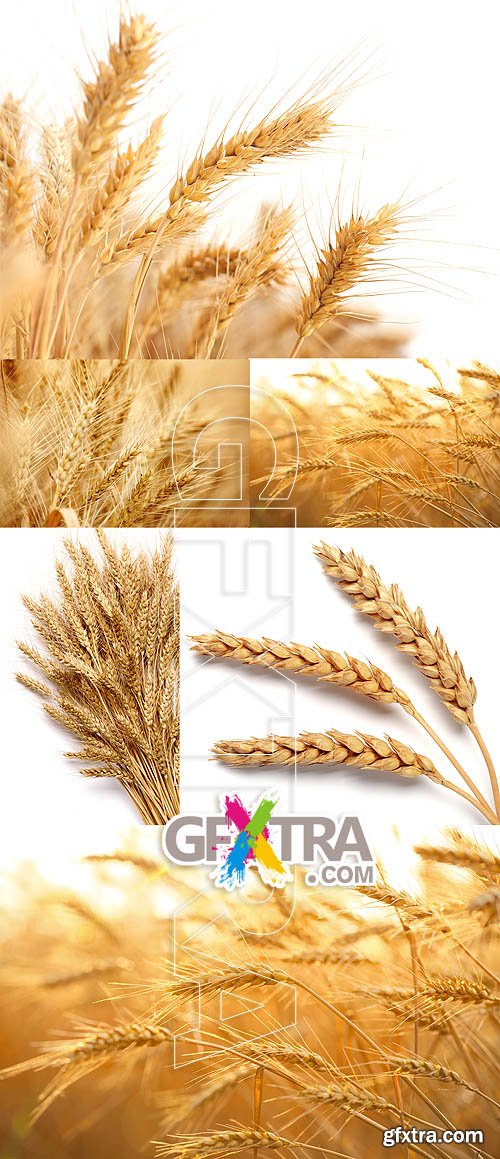 Stock photo - Wheat 9