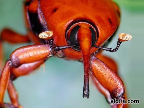 Insects Closeup - 25x JPEGs