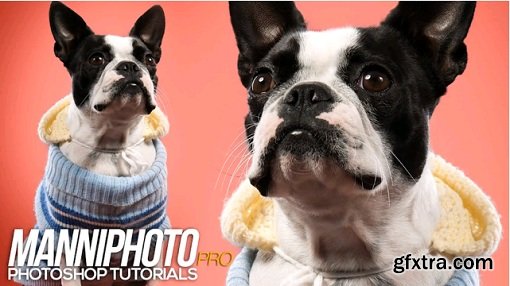 SkillFeed - Photoshop Retouching - The Dog