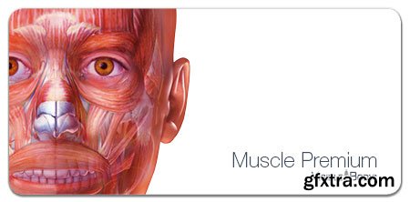 Visible Body Muscle Premium 4.1.00