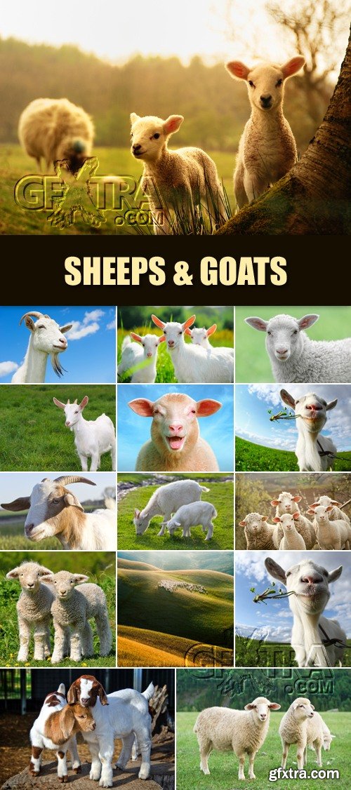 Stock Photo - Sheeps & Goats - Symbol of 2015 Year