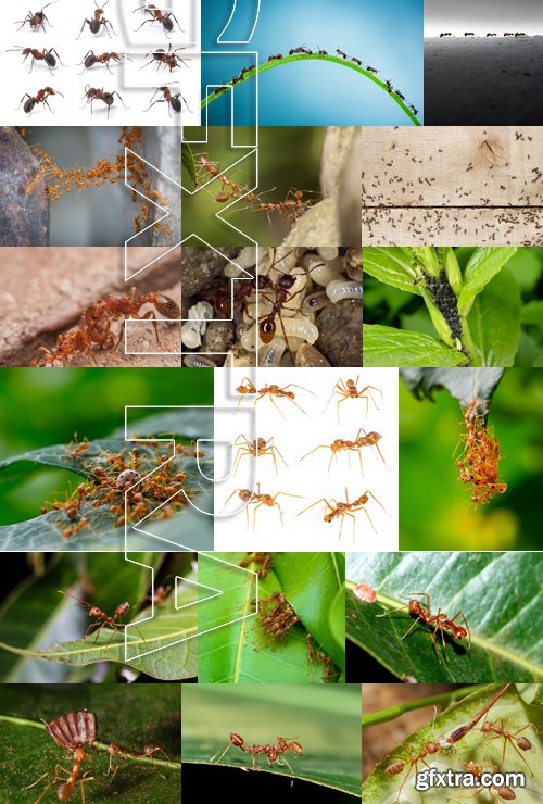 Stock Photos - Red Ants, 25xJPG