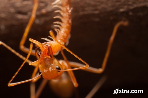 Stock Photos - Red Ants, 25xJPG