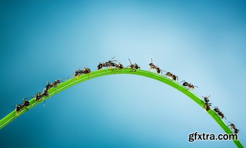 Stock Photos - Red Ants, 25xJPG