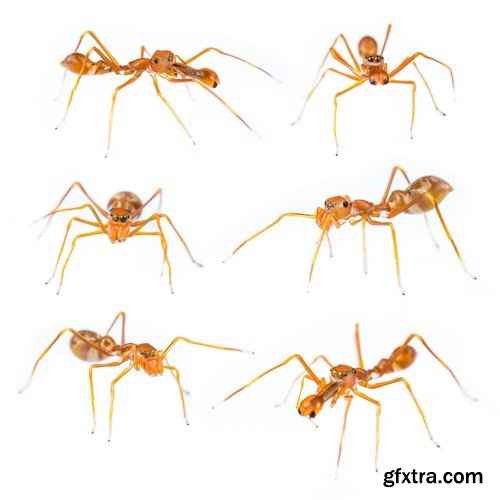 Stock Photos - Red Ants, 25xJPG