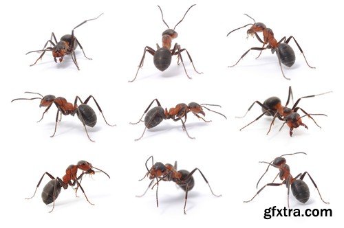 Stock Photos - Red Ants, 25xJPG