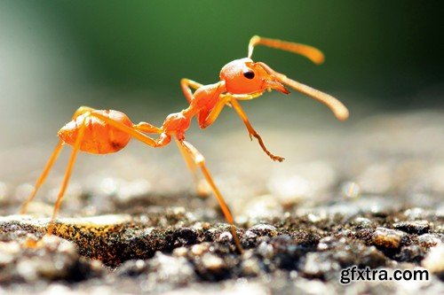 Stock Photos - Red Ants, 25xJPG