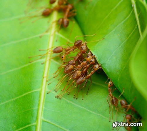 Stock Photos - Red Ants, 25xJPG