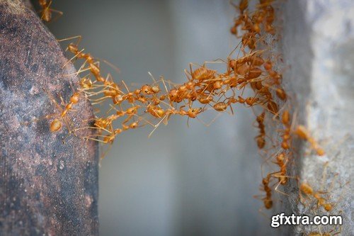 Stock Photos - Red Ants, 25xJPG