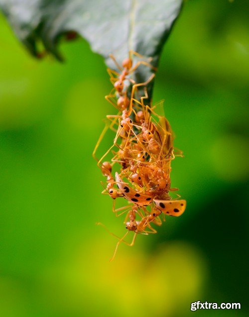 Stock Photos - Red Ants, 25xJPG