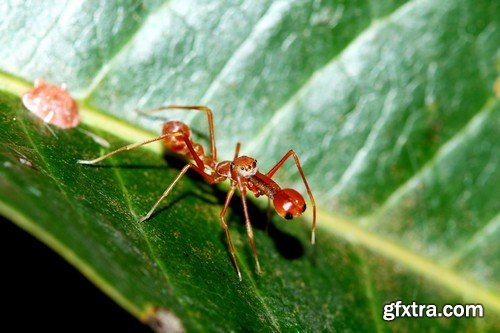 Stock Photos - Red Ants, 25xJPG