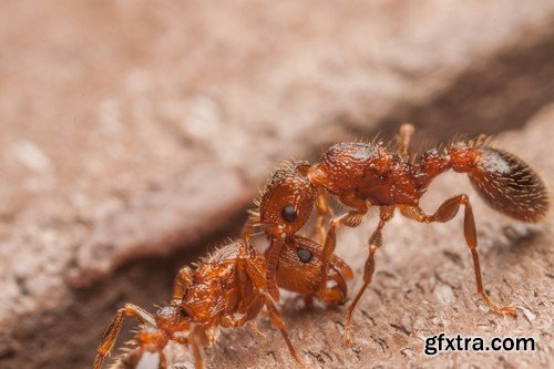 Stock Photos - Red Ants, 25xJPG