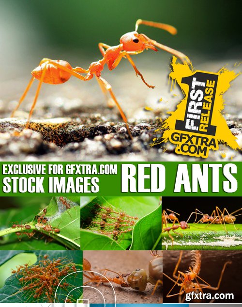 Stock Photos - Red Ants, 25xJPG