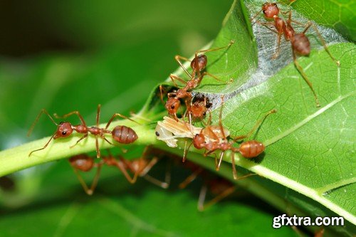 Stock Photos - Red Ants, 25xJPG