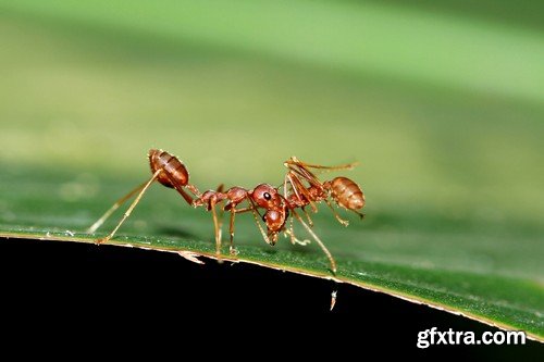 Stock Photos - Red Ants, 25xJPG