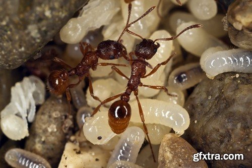 Stock Photos - Red Ants, 25xJPG