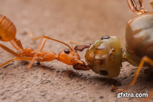 Stock Photos - Red Ants, 25xJPG