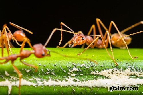 Stock Photos - Red Ants, 25xJPG