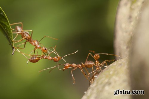 Stock Photos - Red Ants, 25xJPG