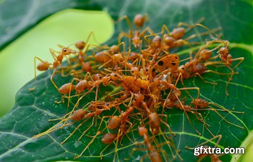 Stock Photos - Red Ants, 25xJPG