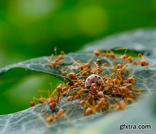 Stock Photos - Red Ants, 25xJPG