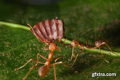 Stock Photos - Red Ants, 25xJPG