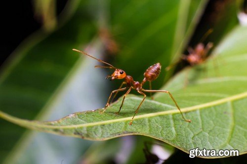 Stock Photos - Red Ants, 25xJPG