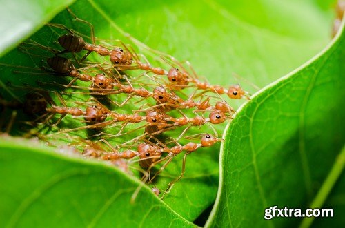 Stock Photos - Red Ants, 25xJPG