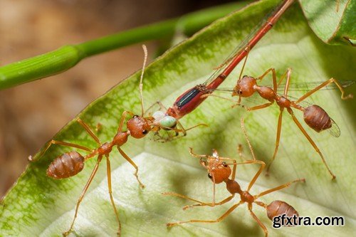 Stock Photos - Red Ants, 25xJPG