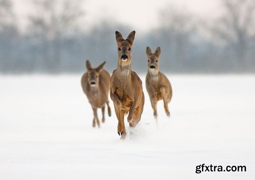 Stock Photos - Animals 2, 25xJPG