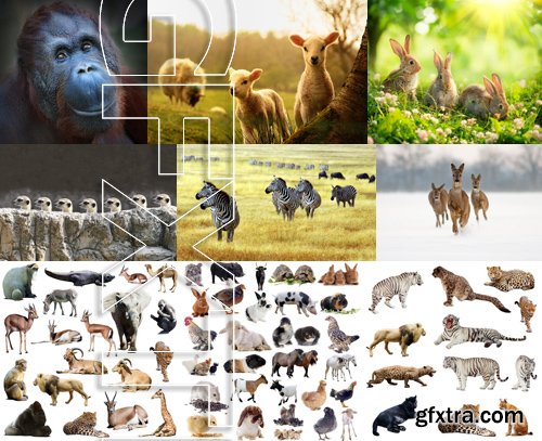 Stock Photos - Animals 2, 25xJPG