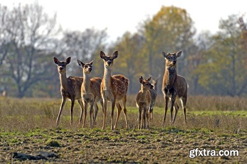 Stock Photos - Animals 2, 25xJPG