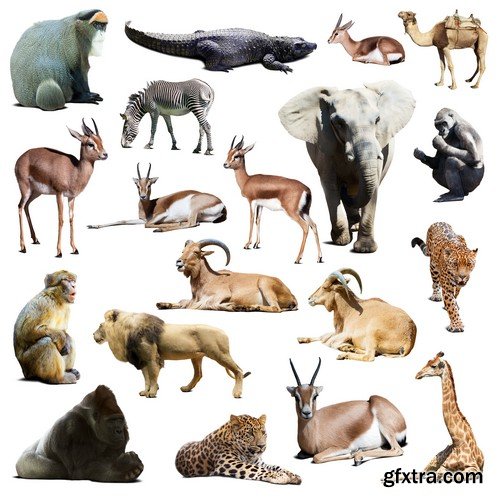 Stock Photos - Animals 2, 25xJPG