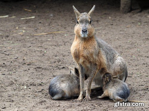 Stock Photos - Animals 2, 25xJPG